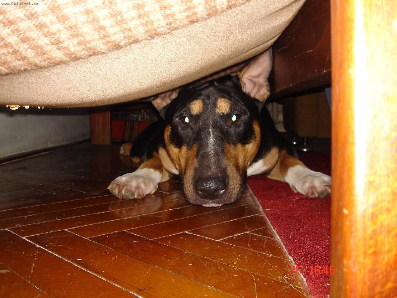 Foto: Apollo
